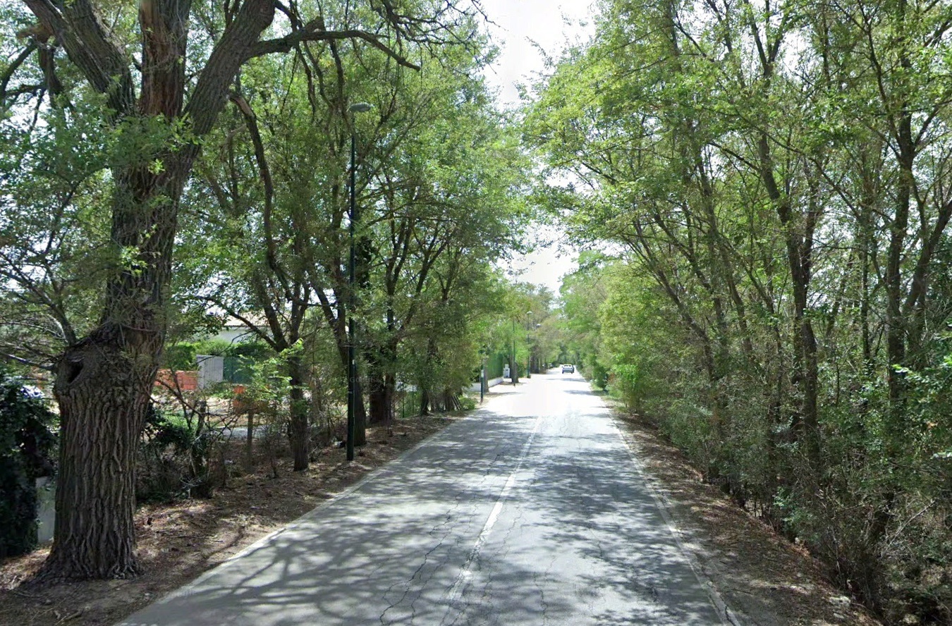 Caltanissetta, alberi alto fusto abbattuti, tensione con gli ambientalisti