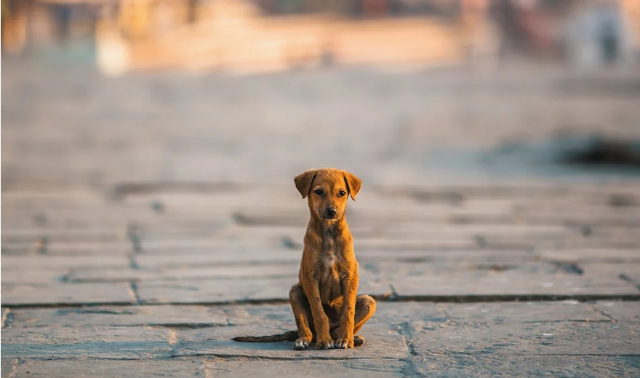 Canicattini Bagni, task force per combattere il randagismo