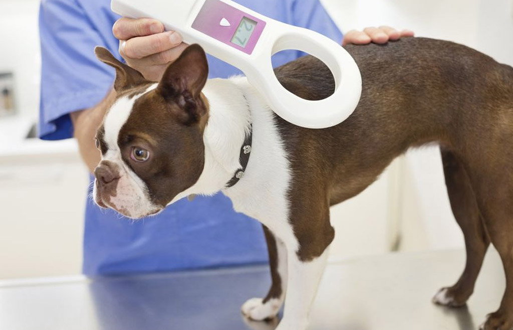 Augusta ritrova l’ambulatorio veterinario comunale