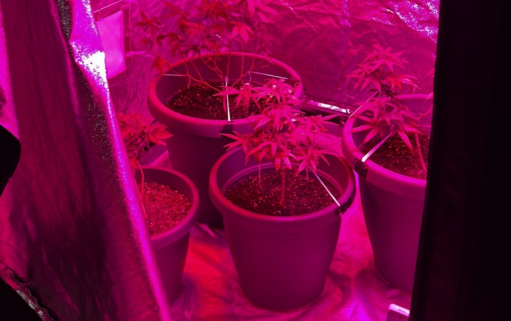 A soli 15 anni già pusher con una serra di marijuana: arrestato a Ragusa