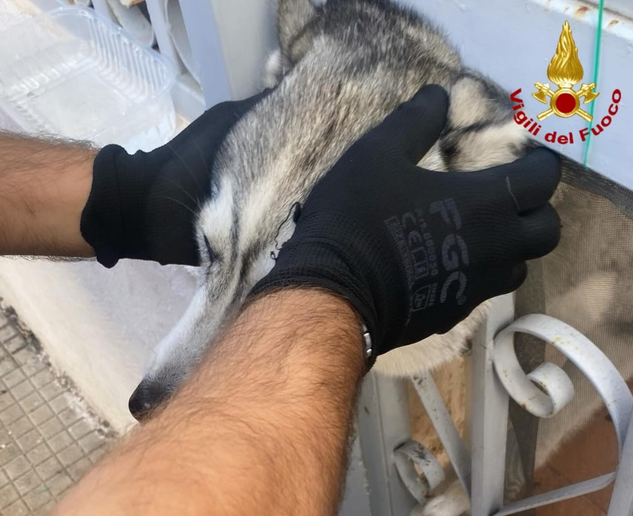 Cane con testa incastrata nel cancello a Messina, liberato dai vigili del fuoco