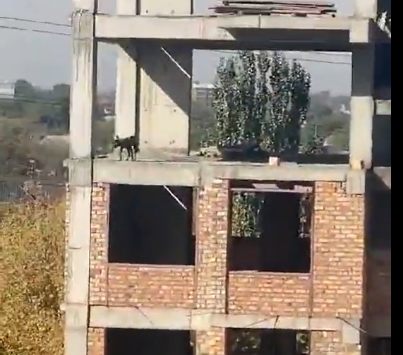 VIDEO | Cane si lancia dal quinto piano di un palazzo, illeso: le incredibili immagini del volo