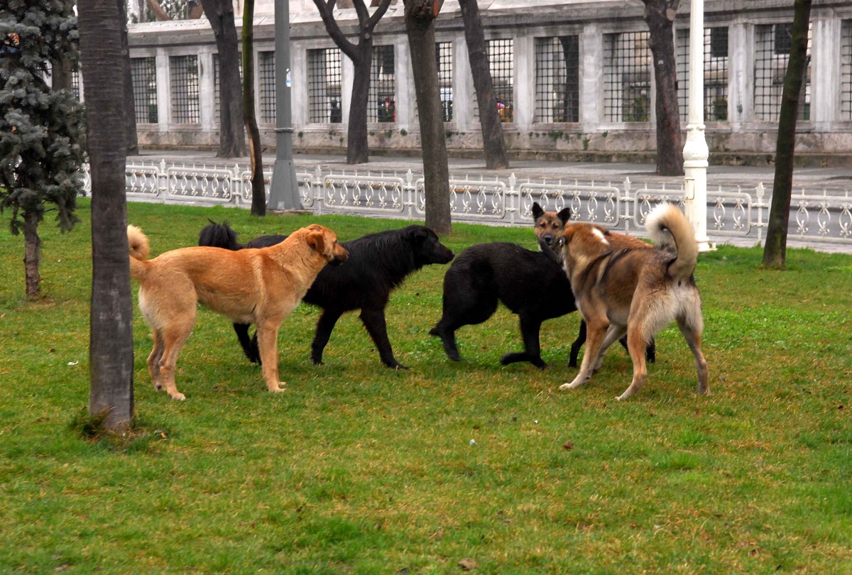Comuni, dalla Regione 5 milioni di euro per combattere il randagismo