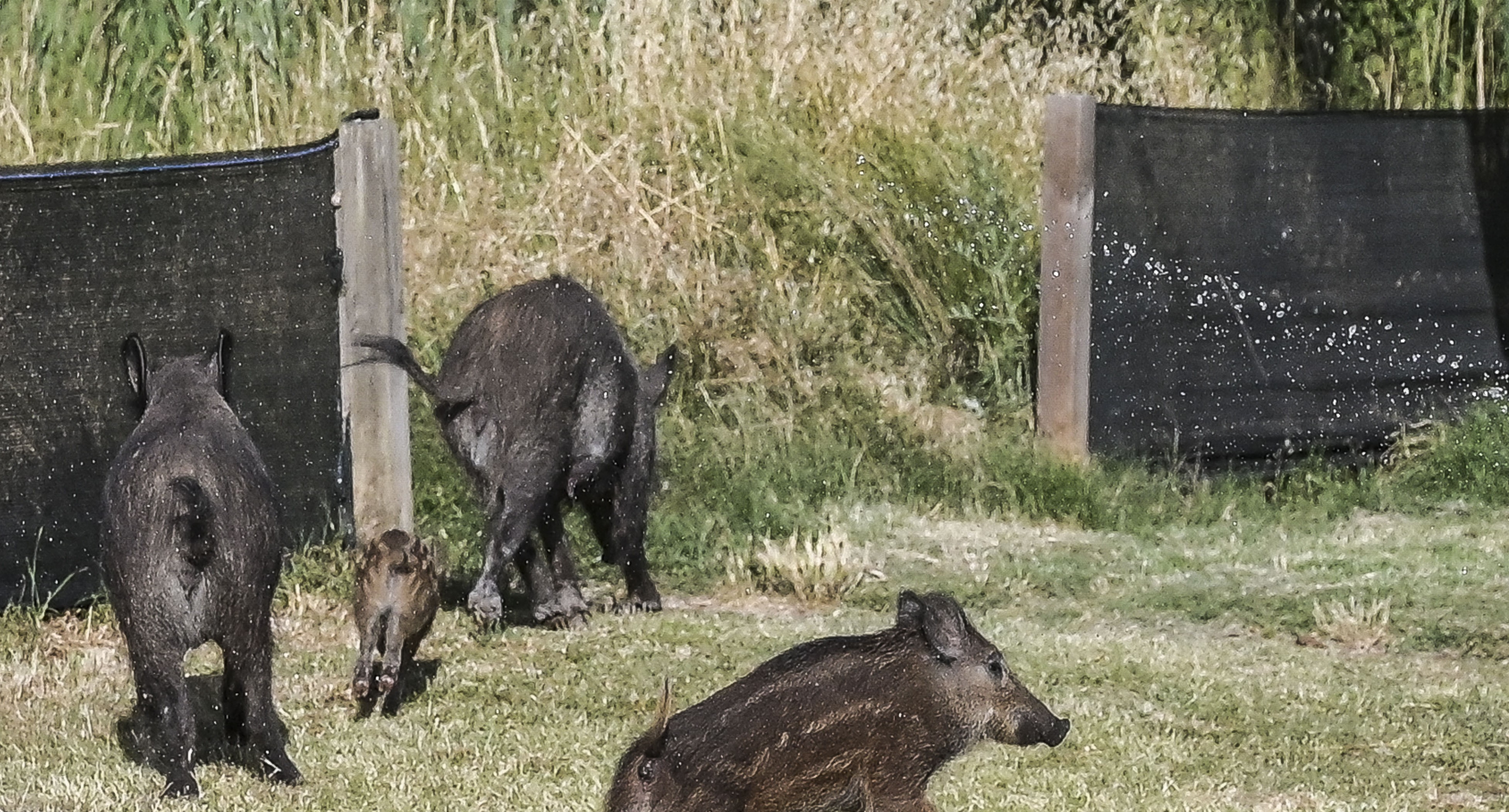 Cinghiali, 570 cacciatori abilitati dalla Regione come coadiutori al contenimento