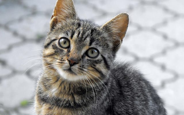 Scuoiato vivo e abbandonato in strada: muore il gatto “Leone”