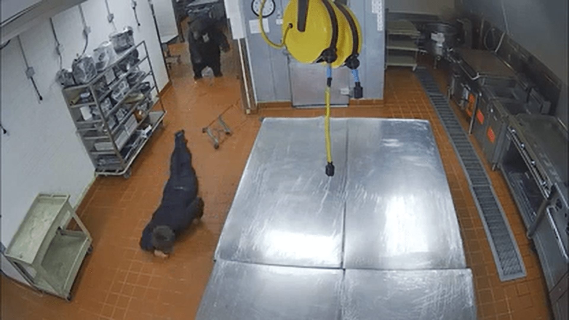 VIDEO | Terrore in un resort: orso entra ed attacca guardia giurata