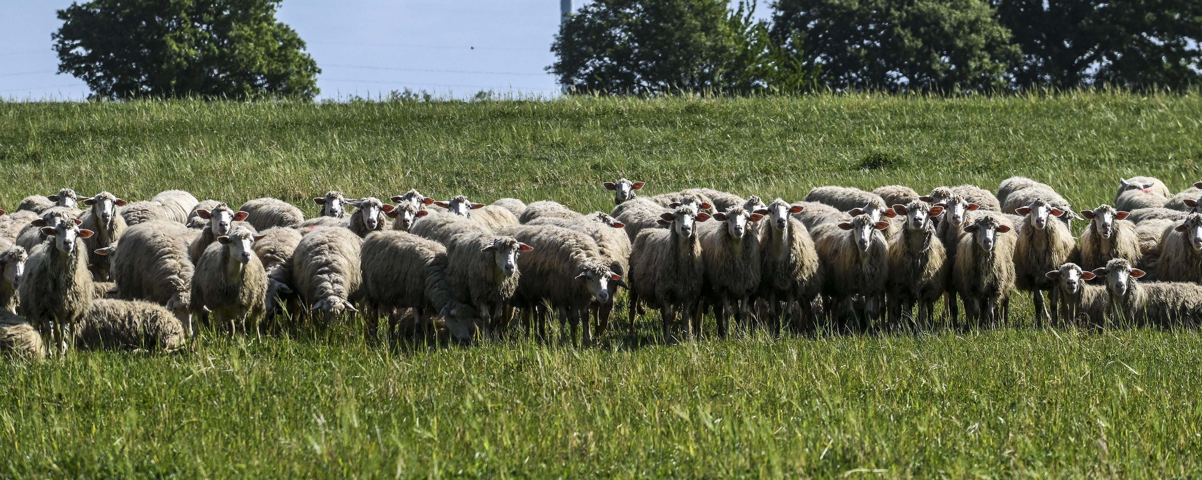 Furto in azienda zootecnica nell’Agrigentino, ladri portano via 150 pecore e 110 agnelli