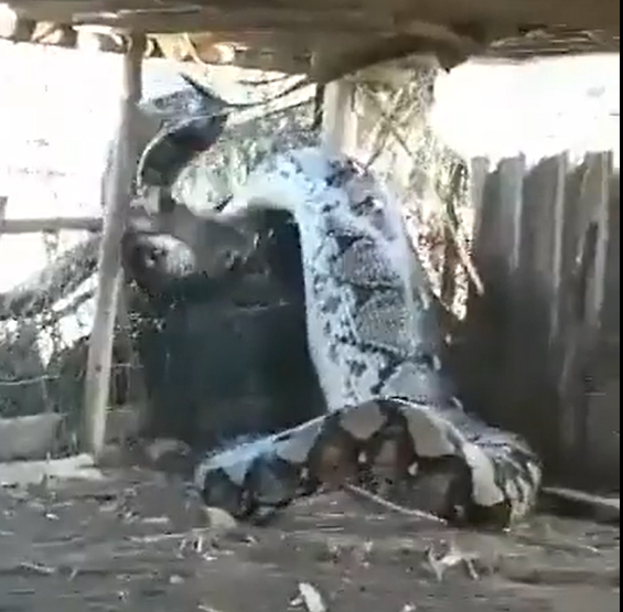 VIDEO| Scovato un pitone gigante, le impressionanti immagini della cattura