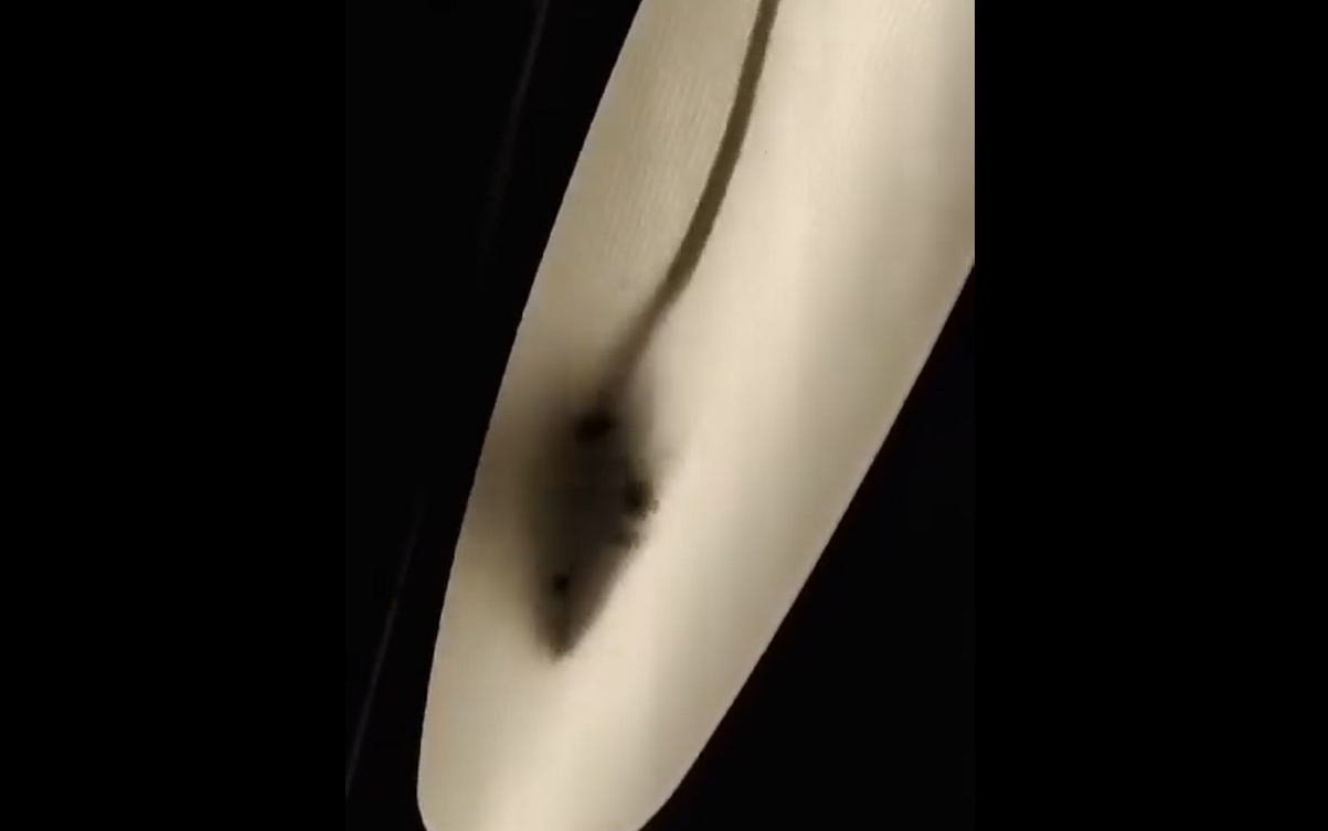 Enorme ratto scorazza dentro il treno dei pendolari, l’incredibile video-denuncia