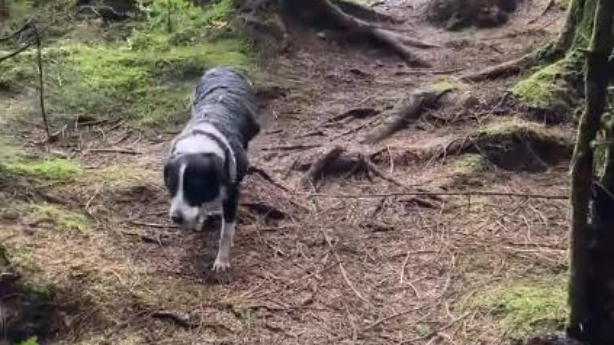 VIDEO | Suolo del bosco si muove da solo: incredulità e paura sui social