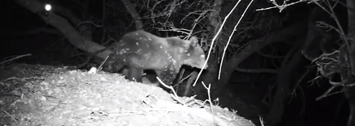 Abbattuta l’orsa Kj1: “Era un esemplare pericoloso”