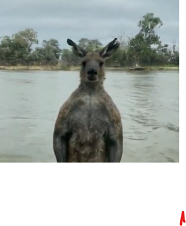VIDEO | Canguro tenta di affogare cane, il padrone si tuffa per salvarlo: le immagini del “duello”