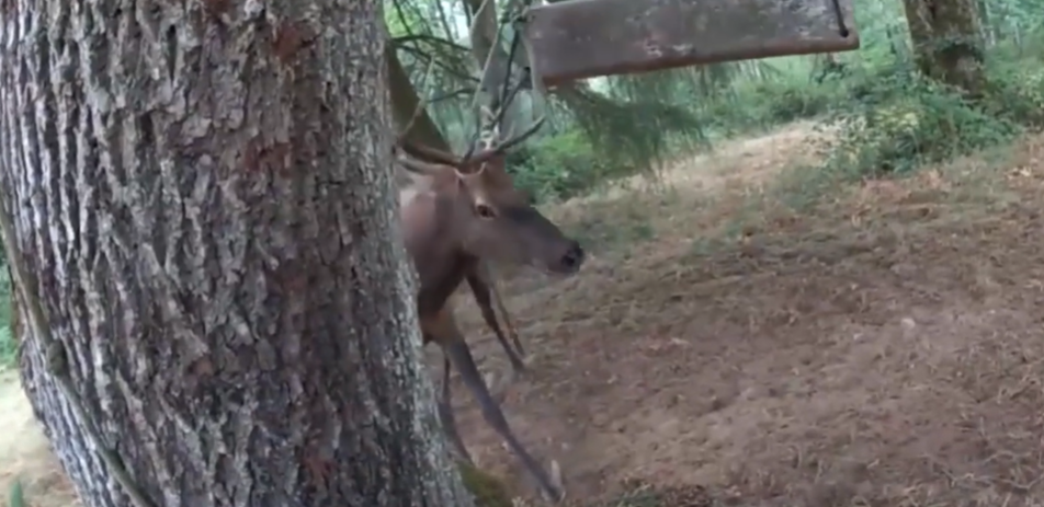 VIDEO | Cervo incastrato in un’altalena, agente tenta di salvarlo ma viene speronato