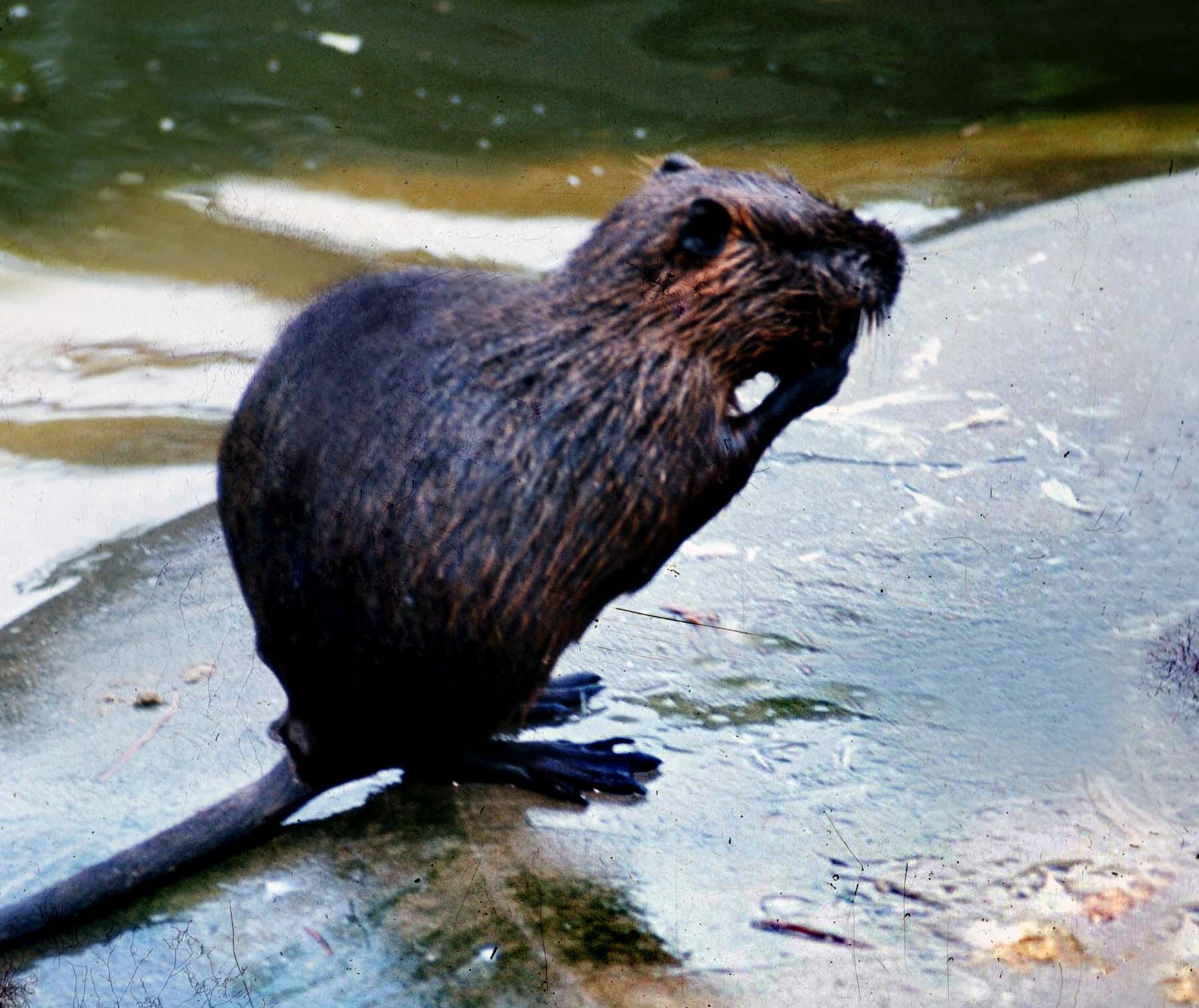 Terrore per un’anziana, grosso topo la attacca in ascensore