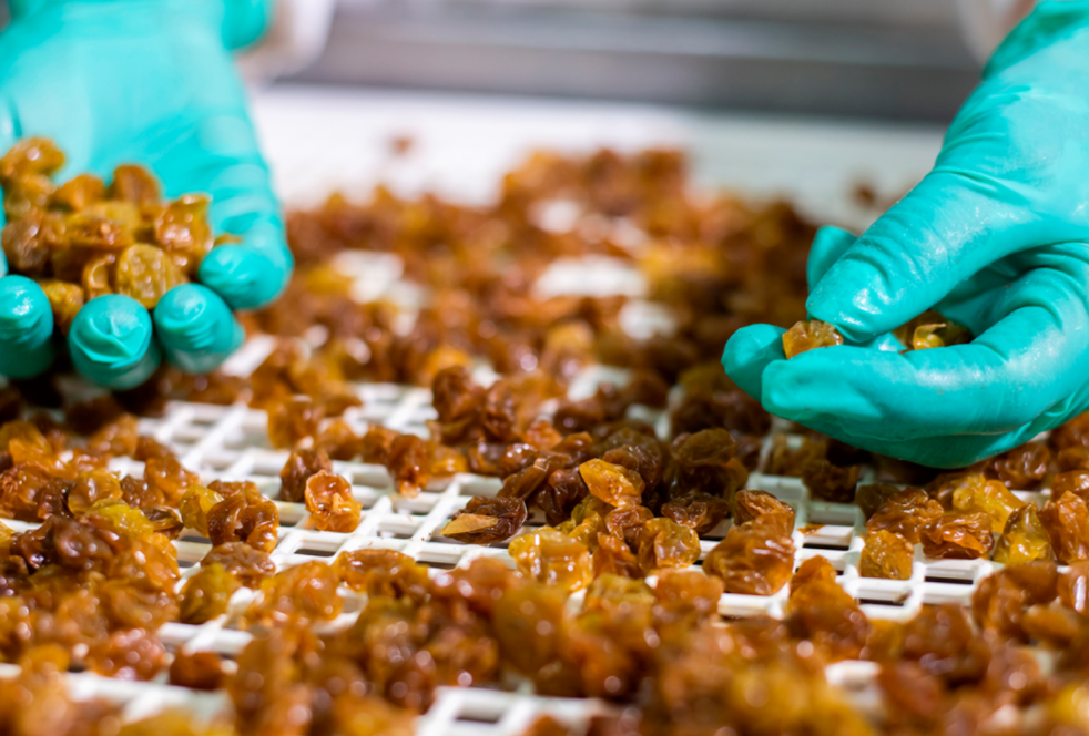 A Mazzarrone prima uva passa cento per cento “made in Italy”