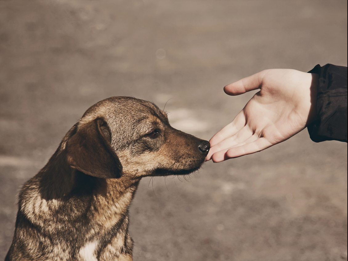 A Enna una serie di iniziative per contrastare il randagismo