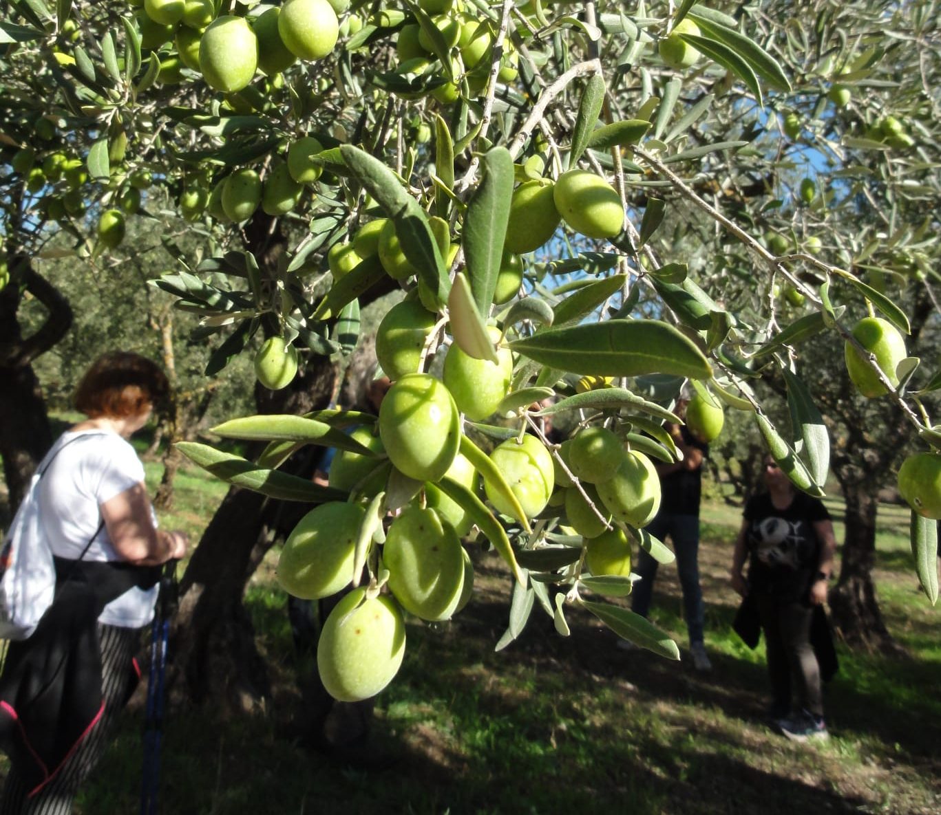 Olive, siccità e caldo fanno crollare la produzione ma la qualità resta alta