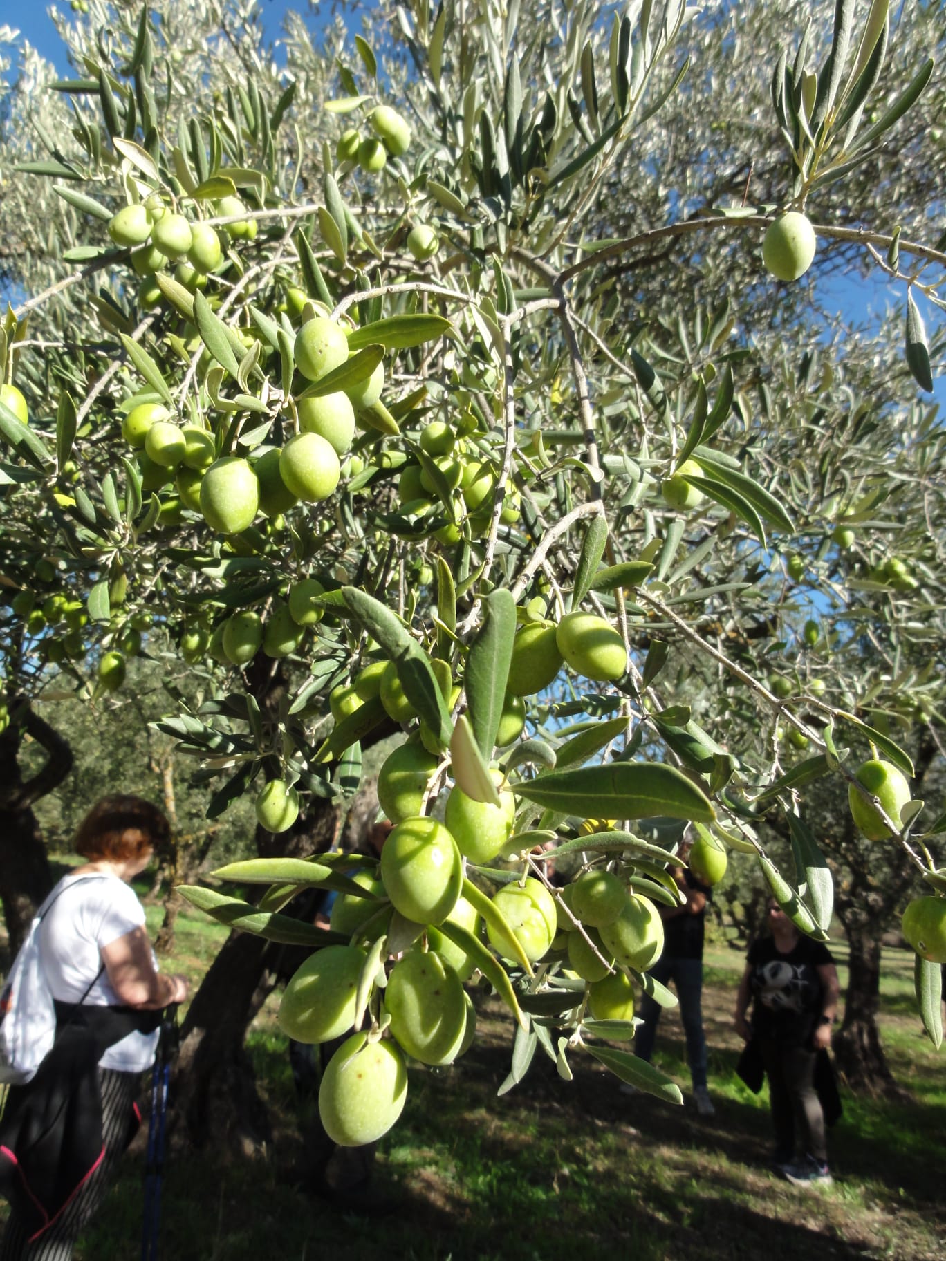 Olive, siccità e caldo fanno crollare la produzione ma la qualità resta alta
