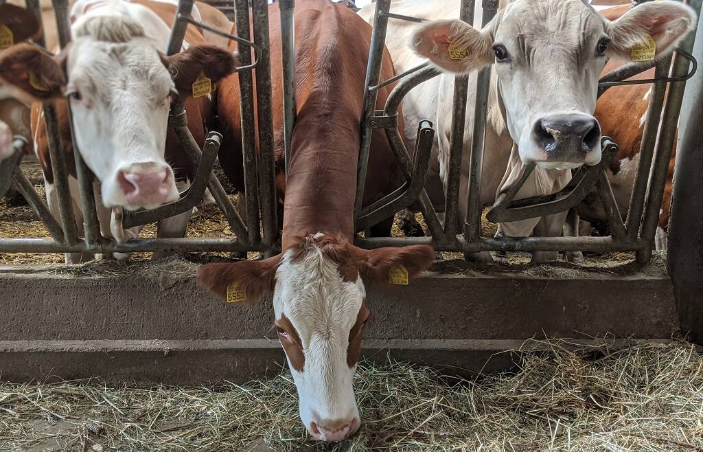Catenanuova a sostegno del settore agro-zootecnico