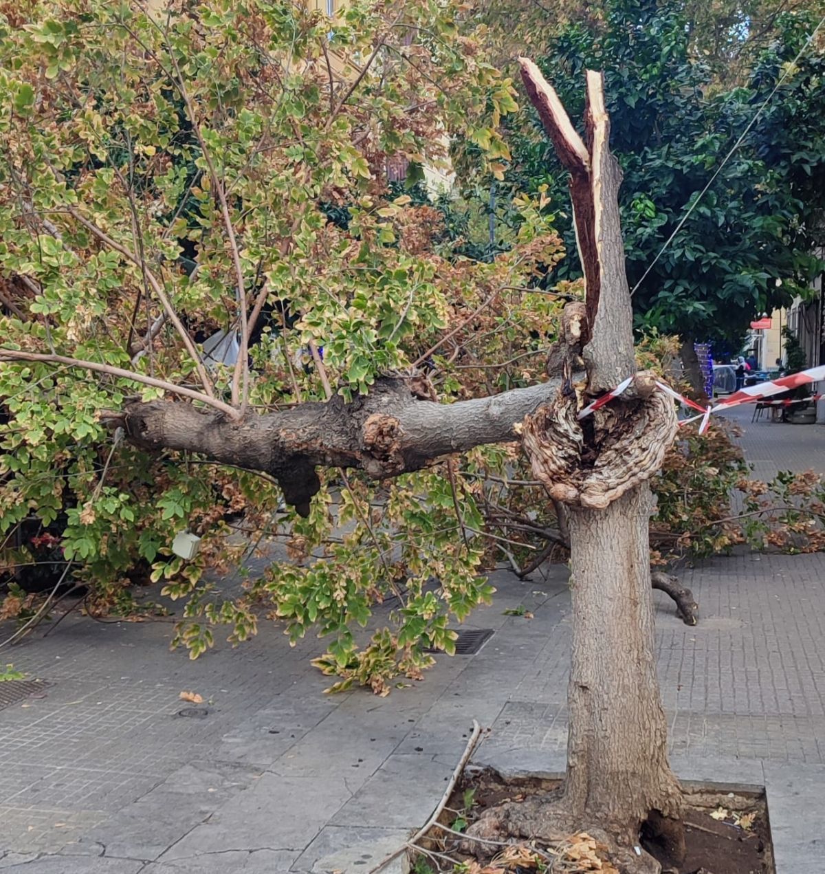 FOTO | Albero crolla in mezzo alla strada: paura a Palermo FOTO | Albero crolla in mezzo alla strada: paura a Palermo