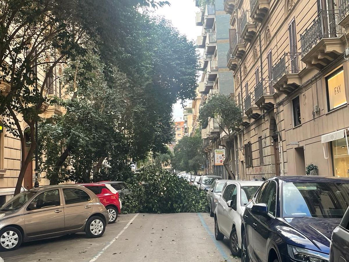 FOTO | Albero crolla in mezzo alla strada: paura a Palermo FOTO | Albero crolla in mezzo alla strada: paura a Palermo
