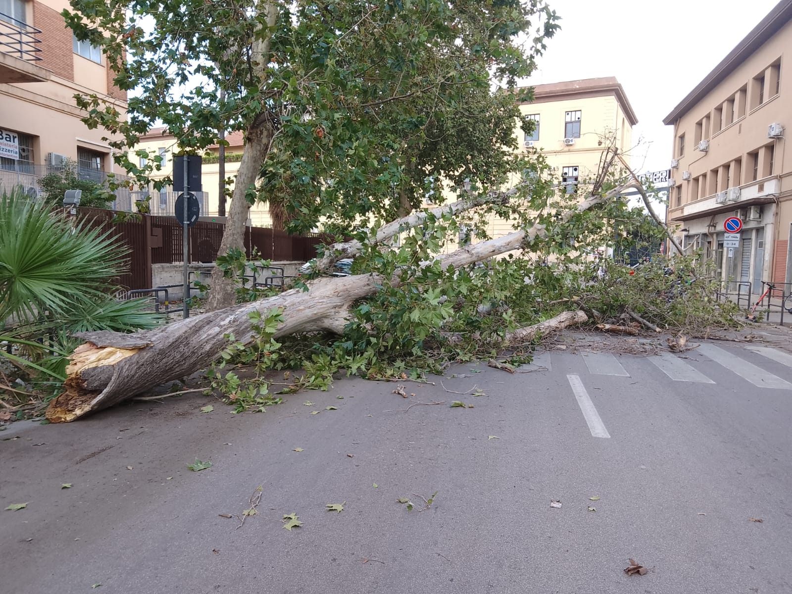 FOTO | Albero crolla in mezzo alla strada: paura a Palermo FOTO | Albero crolla in mezzo alla strada: paura a Palermo