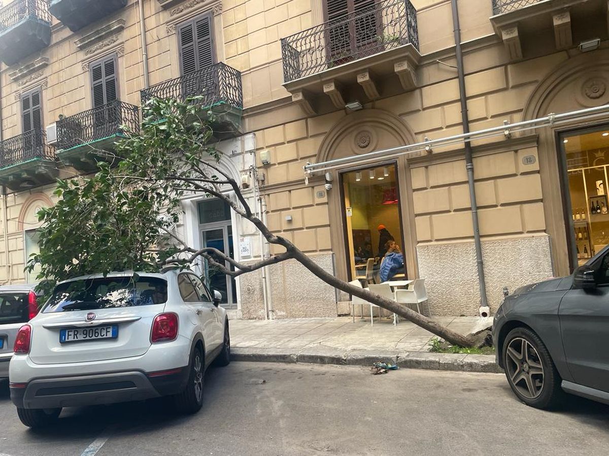 FOTO | Albero crolla in mezzo alla strada: paura a Palermo FOTO | Albero crolla in mezzo alla strada: paura a Palermo