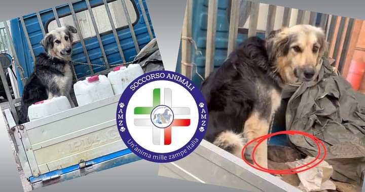 Alcamo, cagnolina legata con 5 cuccioli: una denuncia