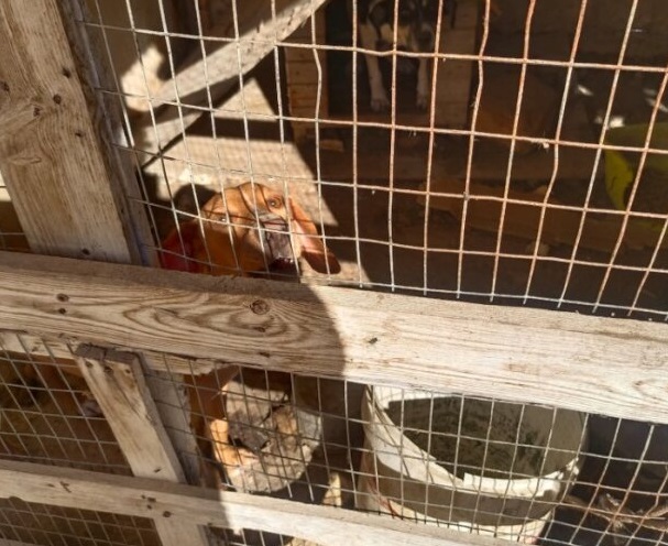 Orrore nel Ragusano, cani e gatti moribondi rinchiusi in trasportini. Oipa: “Sconvolgente