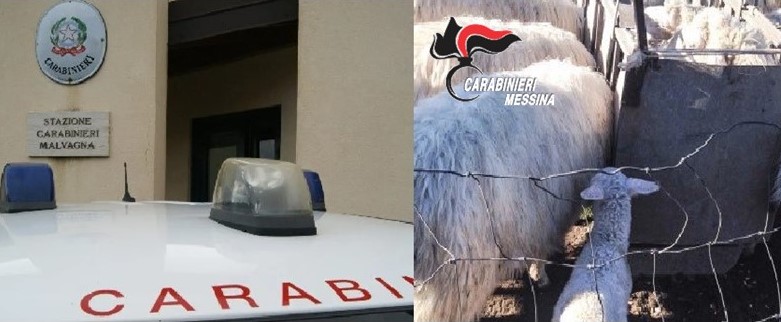 Sorpresi a rubare bestiame, arrestati quattro uomini nel Messinese