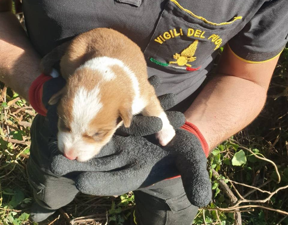 Cuccioli di cane smarriti a Mascalucia, salvati da vigili del fuoco