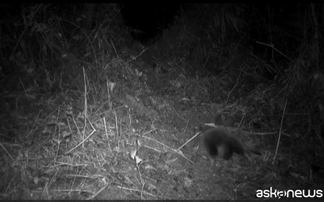 VIDEO | Rarissimo avvistamento, l’echidna dal becco lungo non è estinta