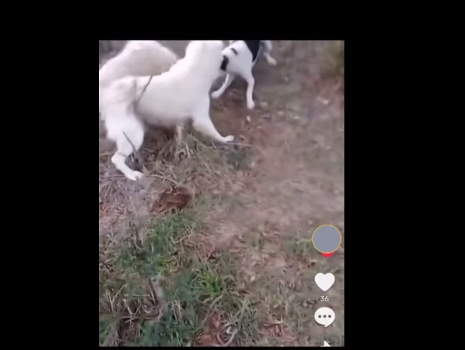 Orrore online, fa dilaniare un gattino dai cani e pubblica il video: denuncia nel Palermitano