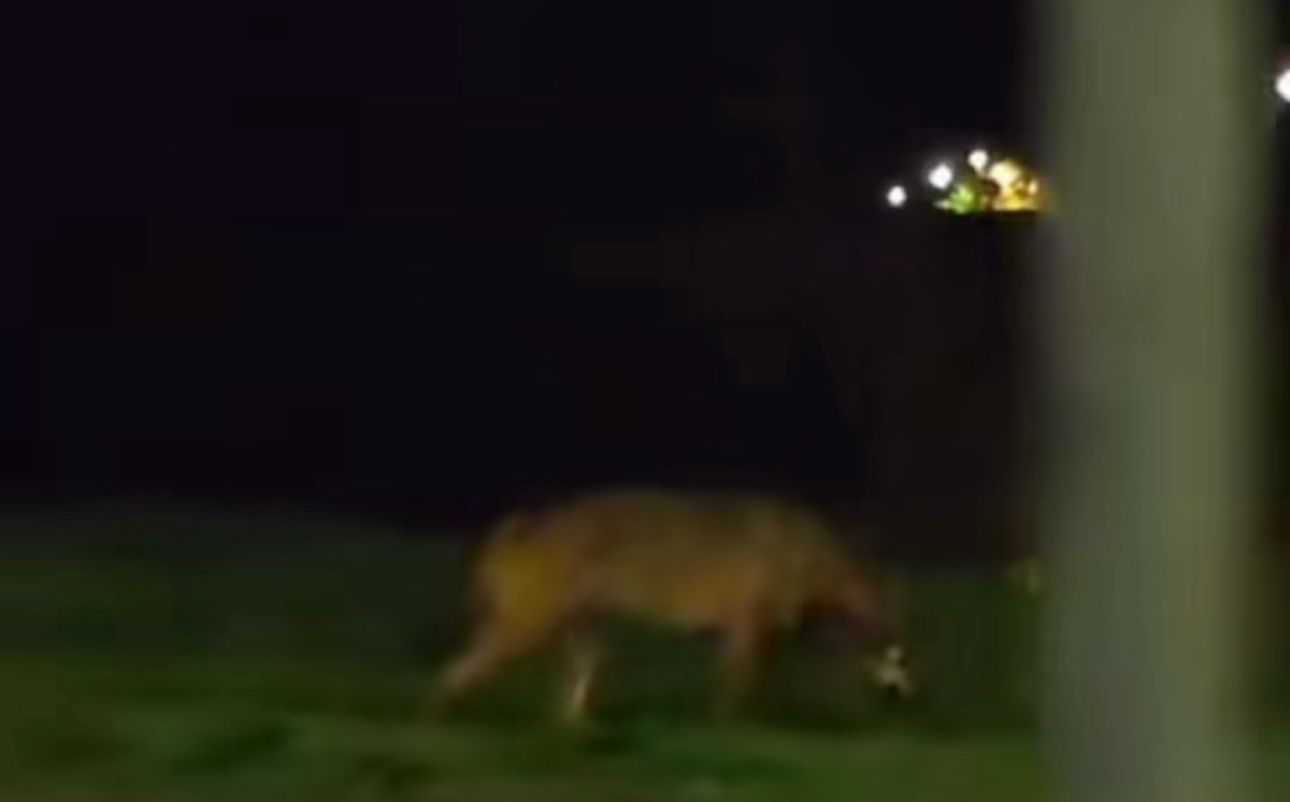 VIDEO | In città spunta un lupo: preoccupazione tra gli abitanti