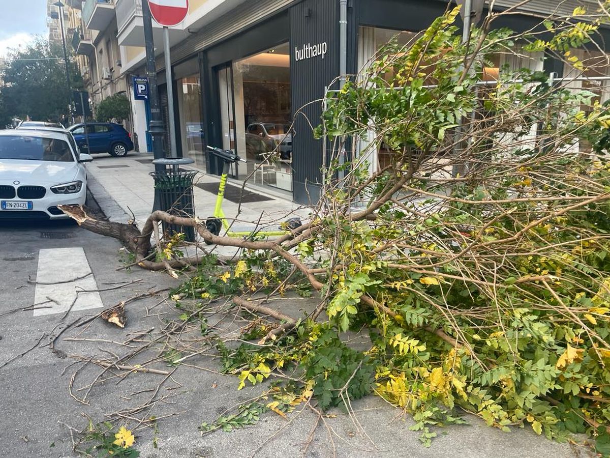 FOTO | Albero crolla in mezzo alla strada: paura a Palermo FOTO | Albero crolla in mezzo alla strada: paura a Palermo