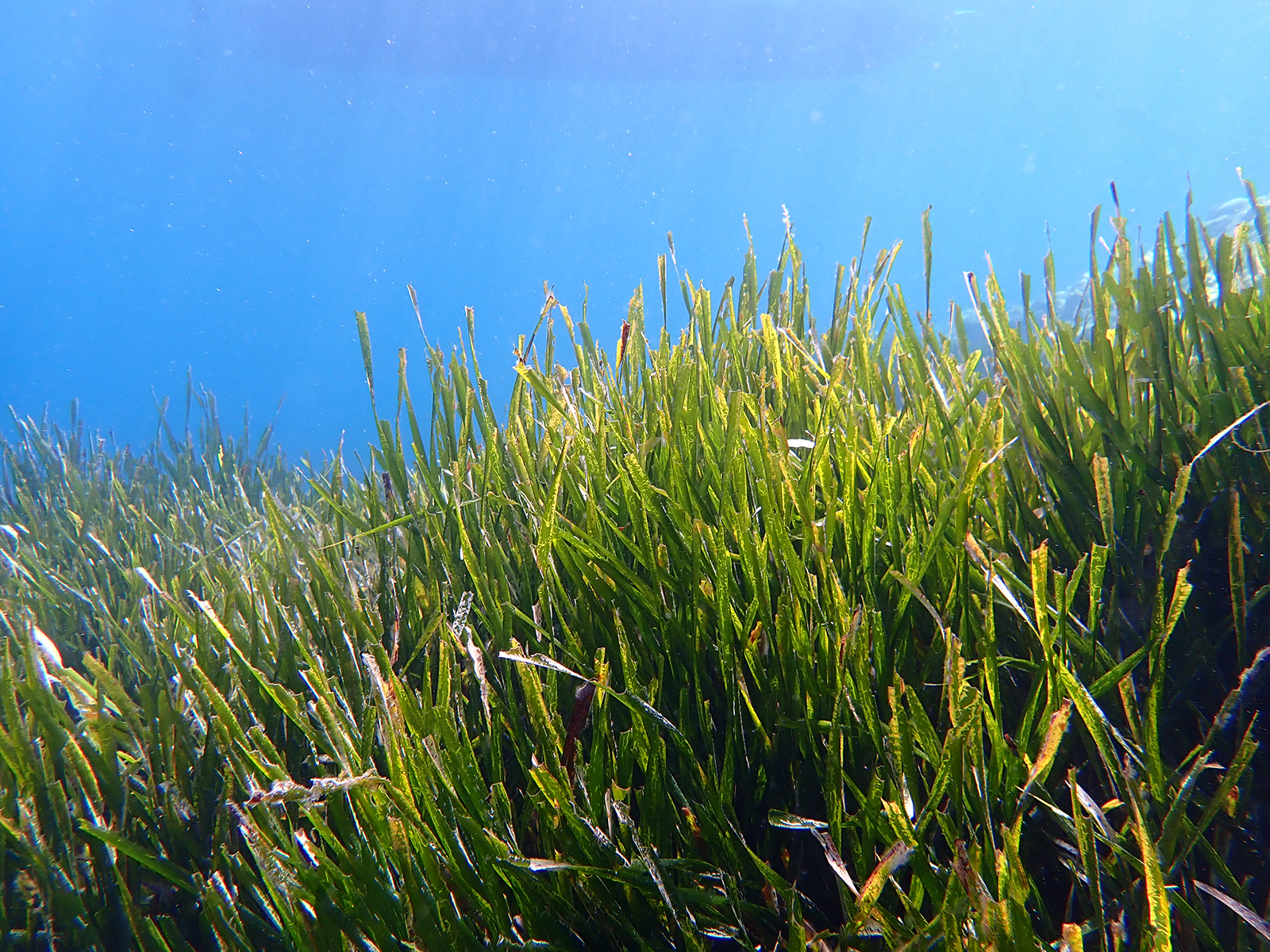 Le praterie di posidonia stanno bene (ma non benissimo)