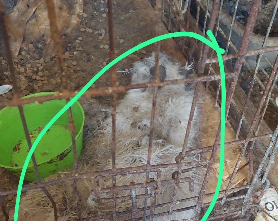 Rifugio lager per animali a Ragusa, la denuncia di Oipa