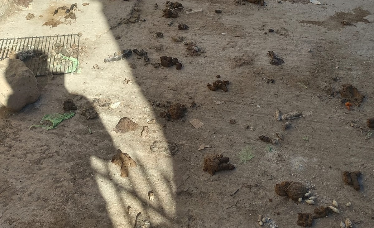 Rifugio lager per animali a Ragusa, la denuncia di Oipa