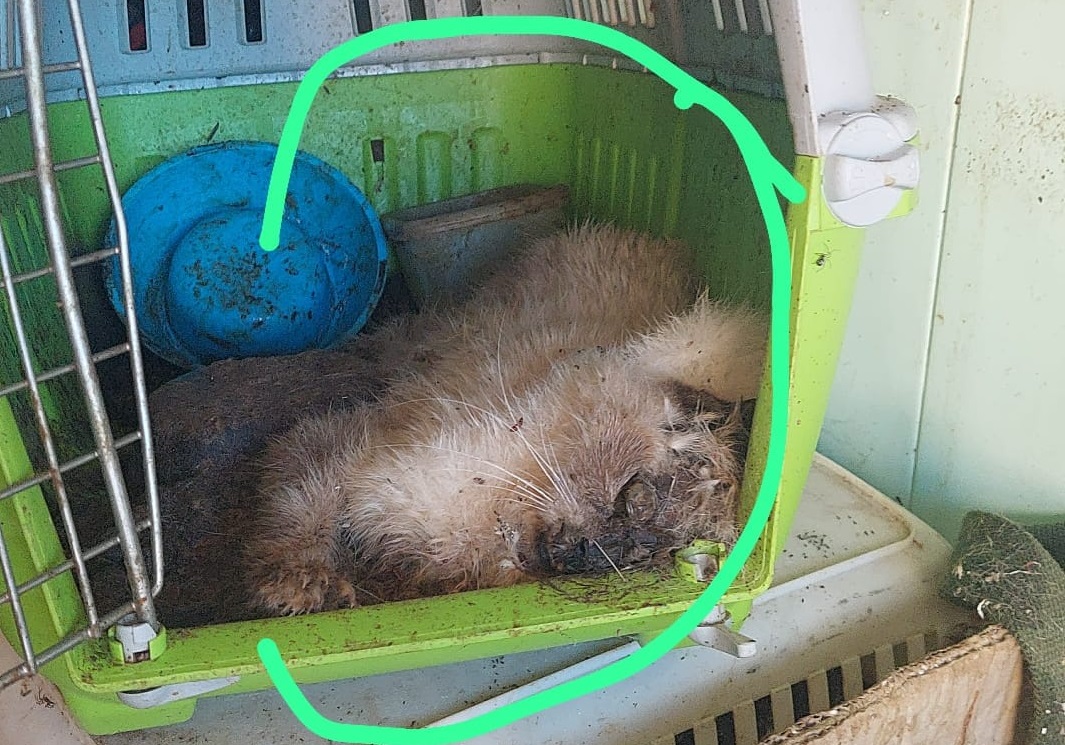 Rifugio lager per animali a Ragusa, la denuncia di Oipa