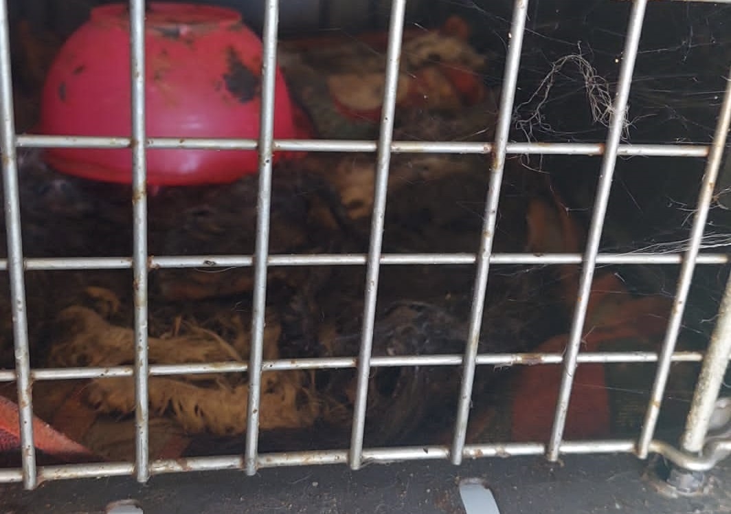 Rifugio lager per animali a Ragusa, la denuncia di Oipa