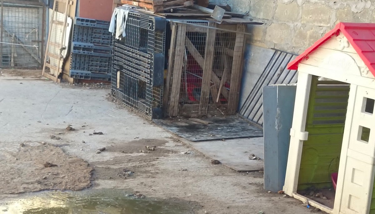 Rifugio lager per animali a Ragusa, la denuncia di Oipa