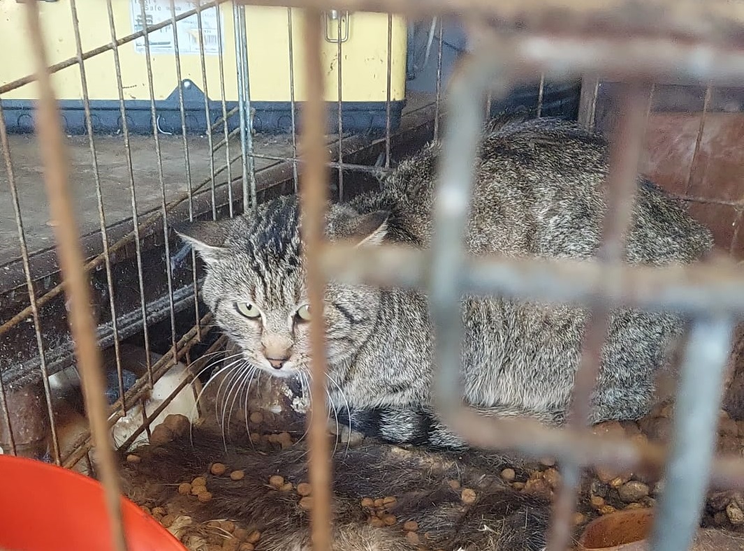 Rifugio lager per animali a Ragusa, la denuncia di Oipa