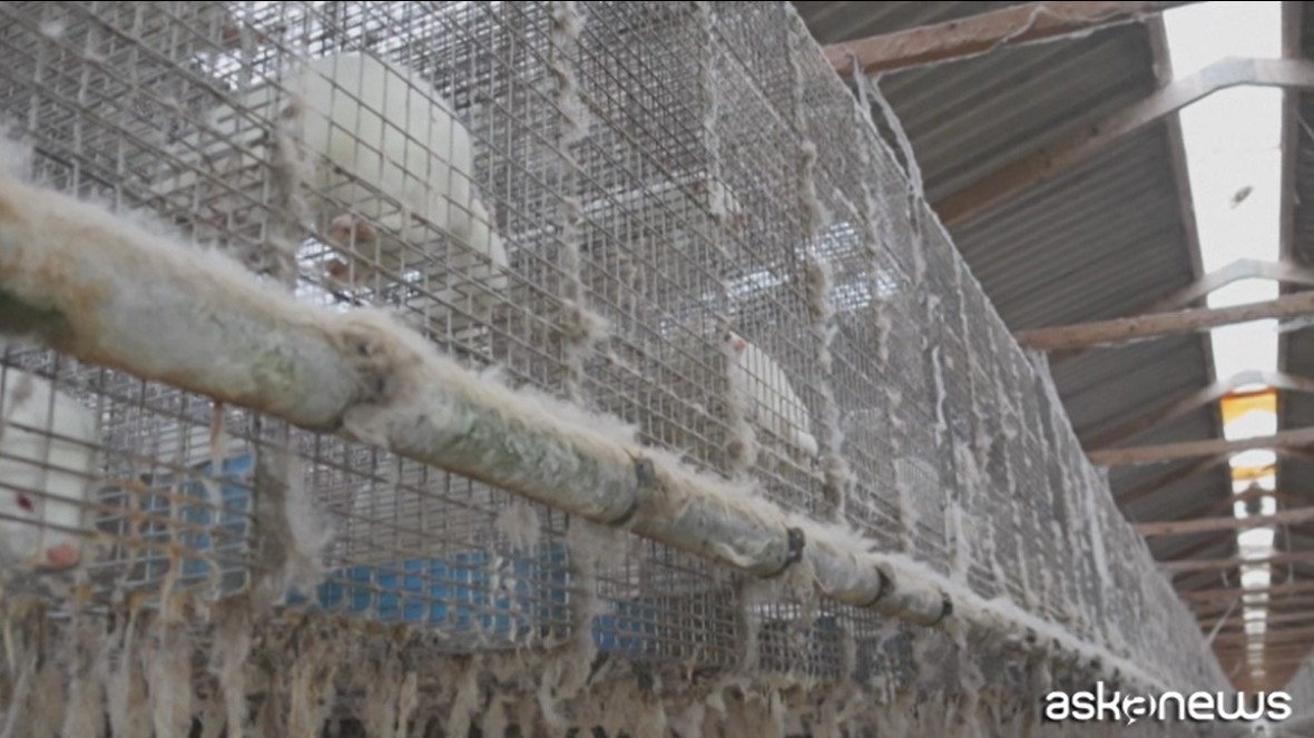 VIDEO | Shock e orrore in fattorie da pelliccia UE, animali “feriti e malati”