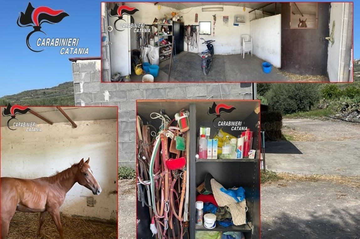La stalla abusiva nel deposito illegale: scatta maxi sanzione per 43enne nel Catanese