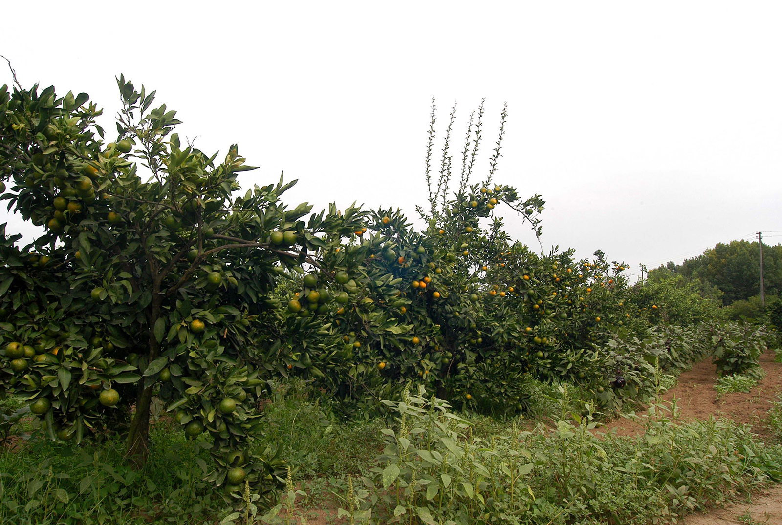 Agrumi minacciati dalle malattie fungine. La Regione corre ai ripari per difenderli