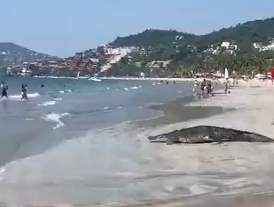 VIDEO | Terrore in spiaggia, coccodrillo entra in acqua: bagnanti in fuga