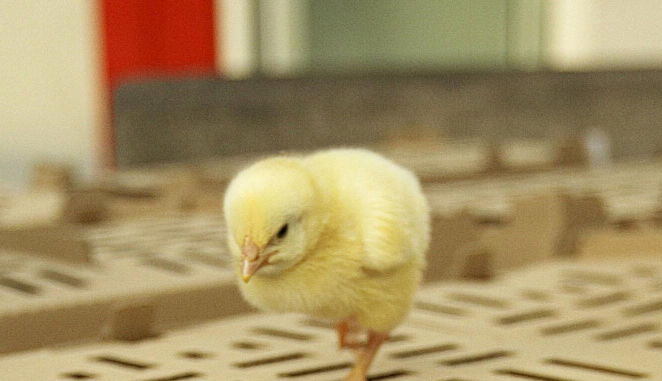 Lavoro, dallo sbavatore al sessatore di pulcini: ecco i mestieri più strani e dove trovarli