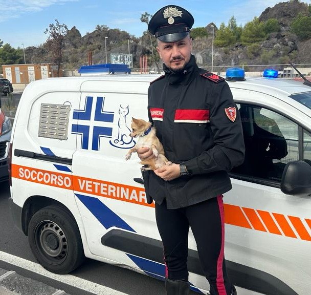 Storia a lieto fine per “Ciccino”, il chihuahua lasciato a guardia di un’auto in sosta a Catania