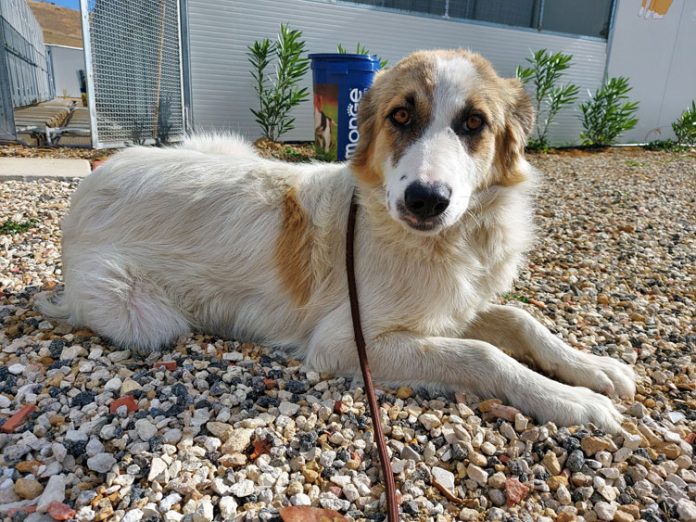 Gela sceglie nuove strategie contro il randagismo