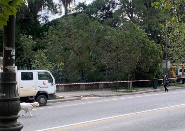 Paura al Giardino Inglese, crolla albero: “In città manca la manutenzione del verde”